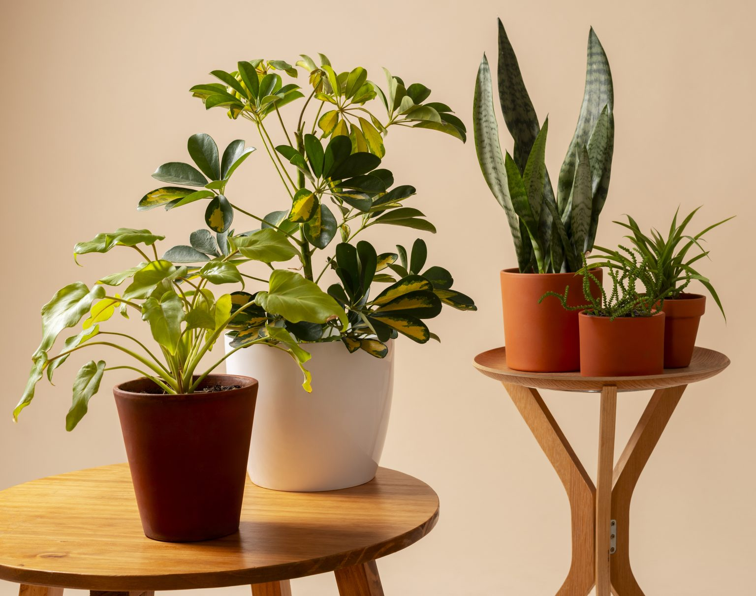 Air Purifying Plants